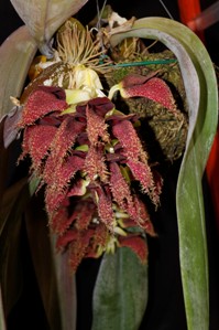 Bulbophyllum phalaenopsis Huntington Stinker AM 85 pts.w/ plant